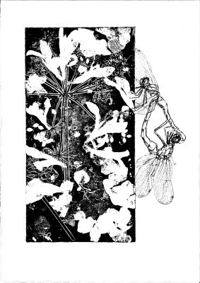 Biotop XI 26x40 Ätzradierung (Vernis Mou) und Zeichnung
