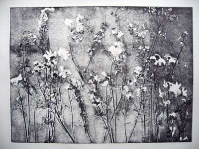 Blumenwiese Ätzradierung (Vernis Mou) und Zeichnung 40x30
